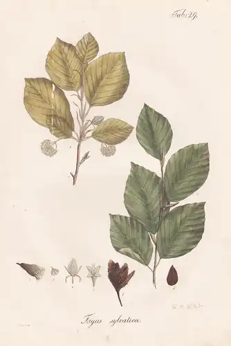 Fagus sylvatica - Buche Rotbuche common beech / Botanik botany / Pflanze plant
