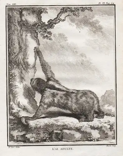 L'Ai Adulte (Pl. VI Pag. 64) - Weißkehl-Faultier Ai Paresseux à trois doigts Pale-throated sloth / Tiere ani