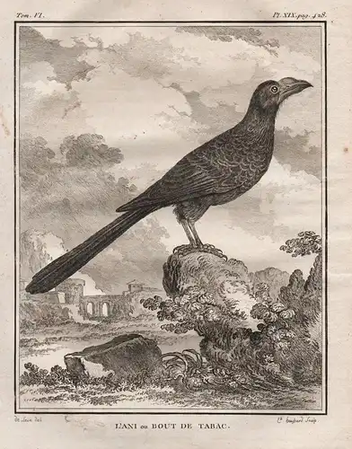 L'Ani ou Bout de Tabac - Anis Ani Riesenani Kuckuck Cuckoo / Vogel Vögel birds bird oiseaux oiseau