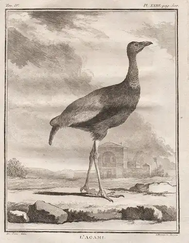 L'Agami (Pl. XXIII) - Trompetenvogel Psophia  / Vögel Vogel bird birds oiseaux oiseau / Tiere animals