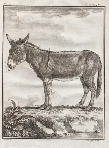 Pl. XI - Esel Hausesel donkey ane / Tiere animals animaux