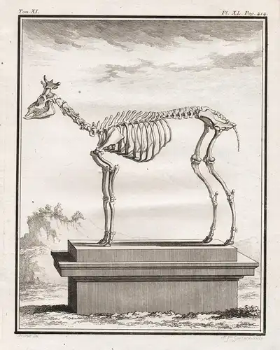 Pl. XL - Axis deer Axishirsche Hirsche / Skelett skeleton / Tiere animals animaux