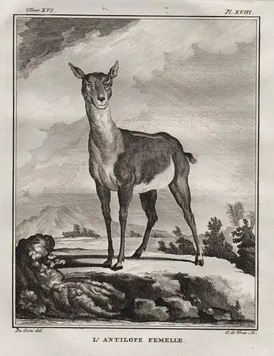 L' Antilope femelle - Antilope antelope / Afrika Africa / Tiere animals