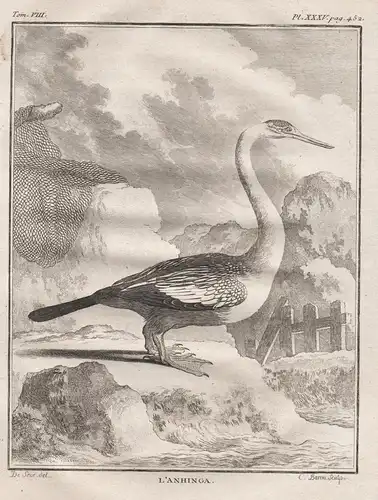 L'Anhinga (Pl. XXXV pag 452) - Schlangenhalsvogel Anhinga / Vogel Vögel birds bird oiseaux oiseau