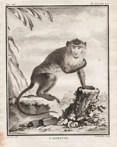 L'Aigrette - Makak Makaken macaque / Affe monkey Affen monkey singe Primate primates / Tiere animals animaux