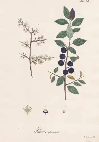 Prunus spinosa - Schlehe Schlehdorn Schwarzdorn blackthorn sloe / Botanik botany / Pflanze plant