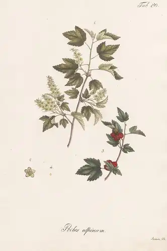Ribes alpinum - Alpen-Johannisbeere mountain currant / Botanik botany / Pflanze plant