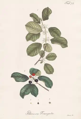 Rhamnus Frangula - Faulbaum alder buckthorn / Botanik botany / Pflanze plant