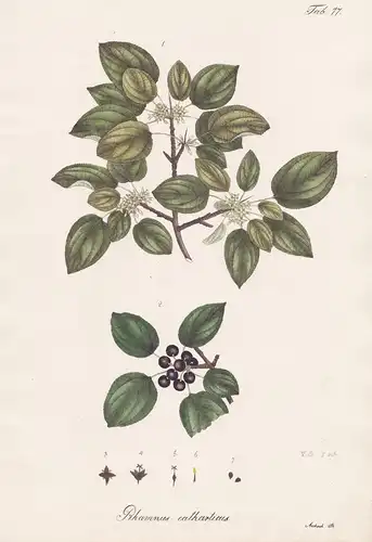 Rhamnus cartharticus - Rhamnus cartharticus buckthorn / Botanik botany / Pflanze plant