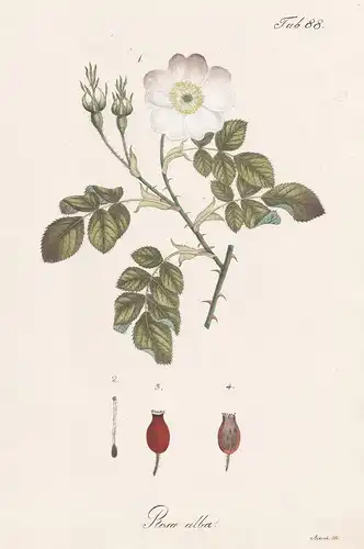 Rosa alba - Alba-Rose white rose of York Weiße Bauernrose / Botanik botany / Pflanze plant