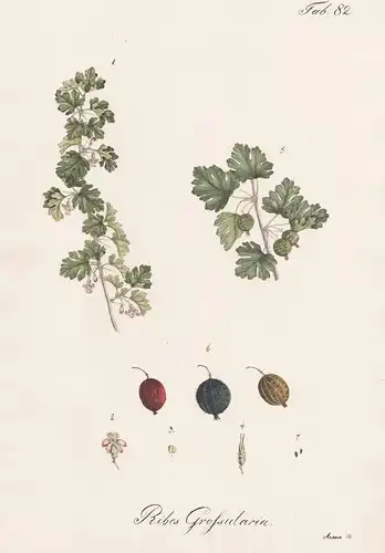 Ribes Grossularia - Stachelbeere gooseberry / Botanik botany / Pflanze plant