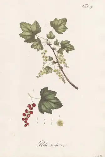 Ribes rubrum - Johannisbeere Rote Ribisel redcurrant red currant / Botanik botany / Pflanze plant