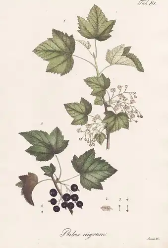 Ribes nigrum - Schwarze Johannisbeere black currant cassis / Botanik botany / Pflanze plant