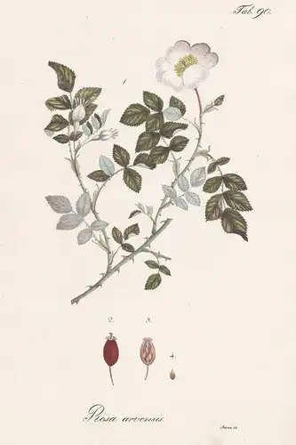Rosa arvensis - Feld-Rose field rose / Botanik botany / Pflanze plant