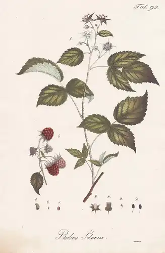 Rubus Idaeus - Himbeere red raspberry Beere berry / Botanik botany / Pflanze plant
