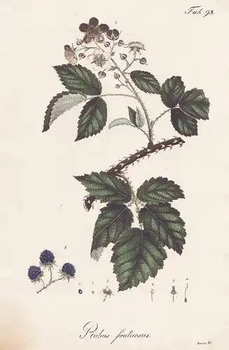 Rubus fruticosus - Brombeere blackberry Beere berry / Botanik botany / Pflanze plant