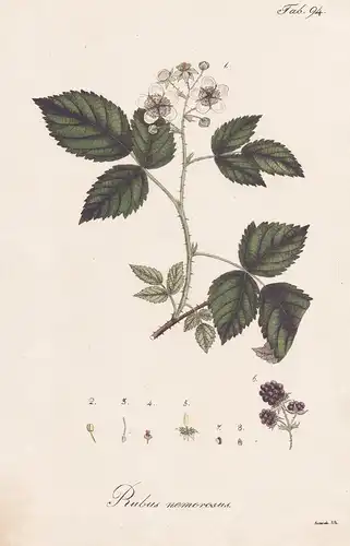 Rubus nemorosus - Brombeere blackberry Beere berry / Botanik botany / Pflanze plant