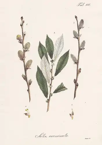 Salix acuminata - Weide willow sallow osier / Botanik botany / Pflanze plant