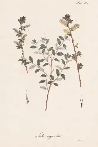 Salix argentea - Weide willow sallow osier / Botanik botany / Pflanze plant