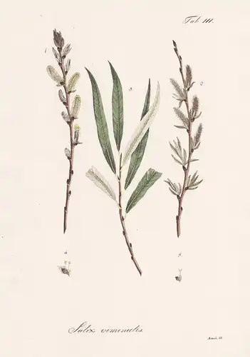 Salix viminalis - Korb-Weide basket willow sallow osier / Botanik botany / Pflanze plant