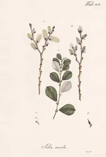 Salix aurita - Ohr-Weide eared willow sallow osier / Botanik botany / Pflanze plant
