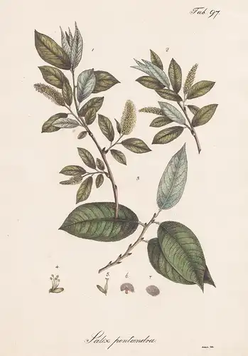 Salix pentandra - Lorbeer-Weide bay willow / Botanik botany / Pflanze plant
