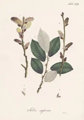 Salix caprea - Sal-Weide goat willow great sallow osier / Botanik botany / Pflanze plant