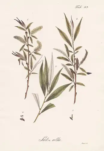 Salix alba - Silber-Weide white willow sallow osier / Botanik botany / Pflanze plant