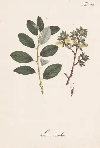 Salix bicolor - Weide willow sallow osier / Botanik botany / Pflanze plant