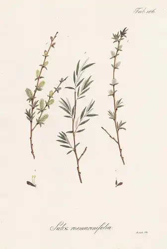 Salix rosmarinifolia - Weide willow sallow osier / Botanik botany / Pflanze plant