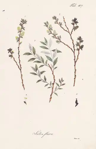 Salix fusca - Weide willow sallow osier / Botanik botany / Pflanze plant