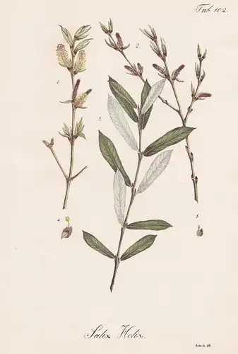 Salix Helix - Purpur-Weide purple willow sallow osier / Botanik botany / Pflanze plant