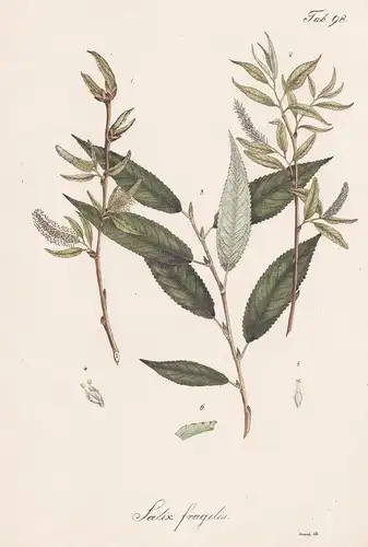 Salix fragilis - Bruch-Weide willow sallow osier / Botanik botany / Pflanze plant