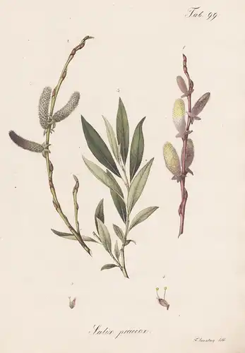 Salix praecox - Reif-Weide willow sallow osier / Botanik botany / Pflanze plant