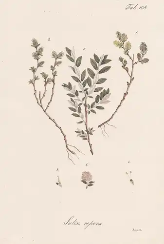 Salix repens - Kriech-Weide creeping willow sallow osier / Botanik botany / Pflanze plant