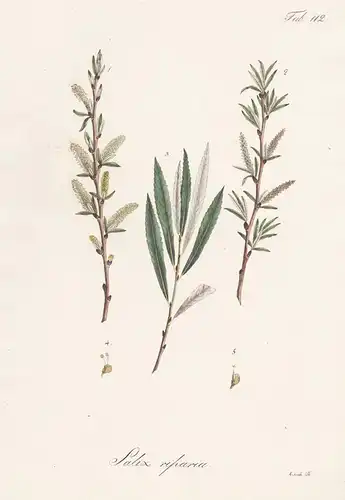 Salix ripharia - Weide willow sallow osier / Botanik botany / Pflanze plant