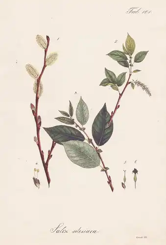 Salix silesiaca - Weide Silesian willow sallow osier / Botanik botany / Pflanze plant