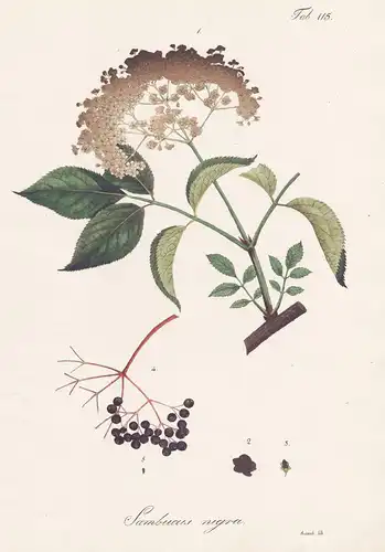 Sambucus nigra - Schwarzer Holunder Holler black elder elderberry / Botanik botany / Pflanze plant