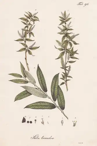 Salix triandra - Mandel-Weide almond willow black maul willow / Botanik botany / Pflanze plant