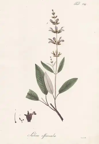 Salvia officinalis - Salbei sage Heilpflanze medicinal herbs / Botanik botany / Pflanze plant