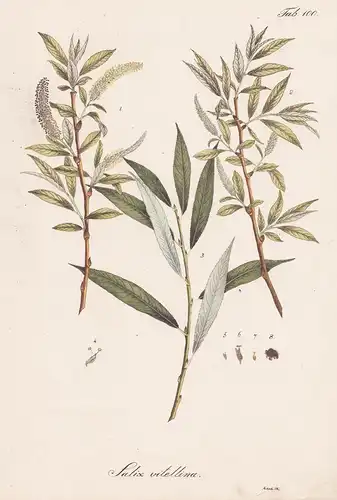 Salix vitellina - Silber-Weide white willow sallow osier / Botanik botany / Pflanze plant