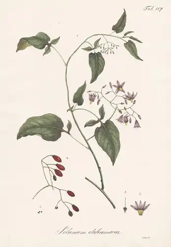 Solanum dulcamara - Bittersüßer Nachtschatten bittersweet nightshade / Botanik botany / Pflanze plant