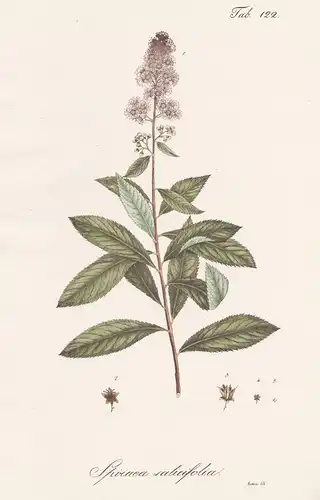 Sorbus domestica - Speierling service tree sorb tree / Botanik botany / Pflanze plant