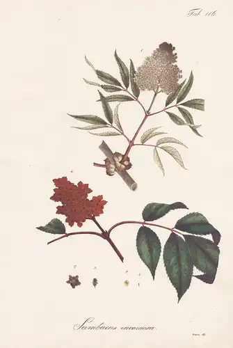 Sambucus racemosa - Roter Holunder Trauben- oder Berg-Holunder red elderberry / Botanik botany / Pflanze plant