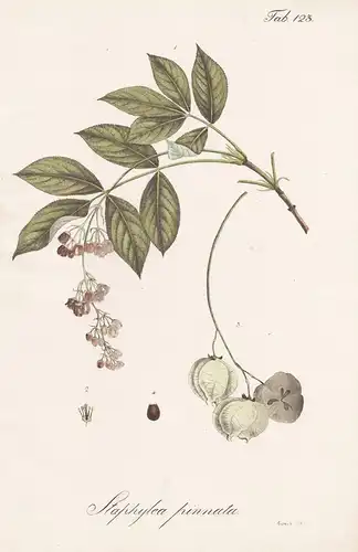 Staphylea pinnata - Pimpernuss Klappernuss bladdernut / Botanik botany / Pflanze plant