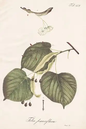 Tilia pauciflora - Linde basswood lime trees / Botanik botany / Pflanze plant