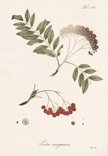 Sorbus aucuparia - Vogelbeere Eberesche rowan mountain-ash Vogelbeerbaum / Botanik botany / Pflanze plant
