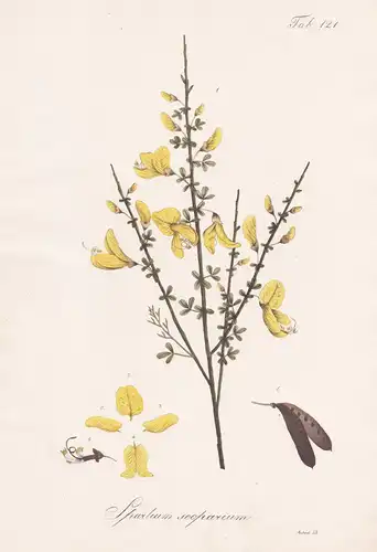 Spartium scoparium - Besenginster Scotch broom / Botanik botany / Pflanze plant