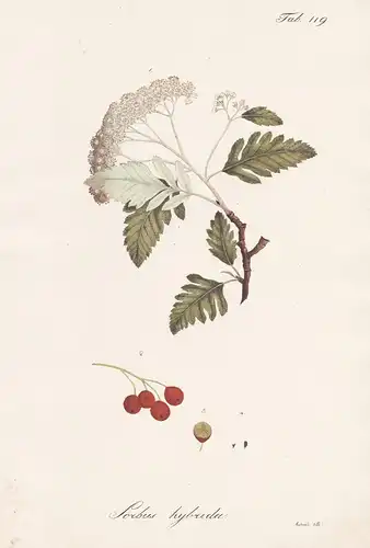Sorbus hybrida - Bastard-Vogelbeere Eberesche rowan mountain-ash Vogelbeerbaum / Botanik botany / Pflanze plan