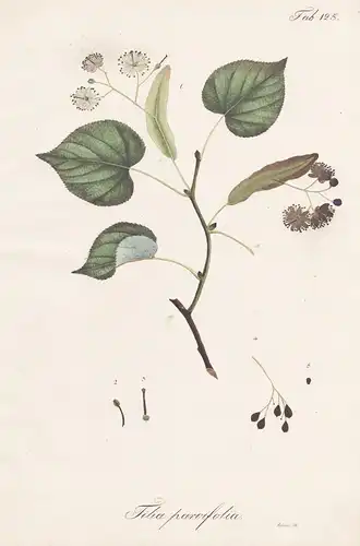 Tilia parvifolia - Linde basswood lime trees / Botanik botany / Pflanze plant